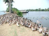 Vaithra Kumarakom Homestay -duck view