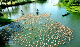 Duck farming in kumarakom